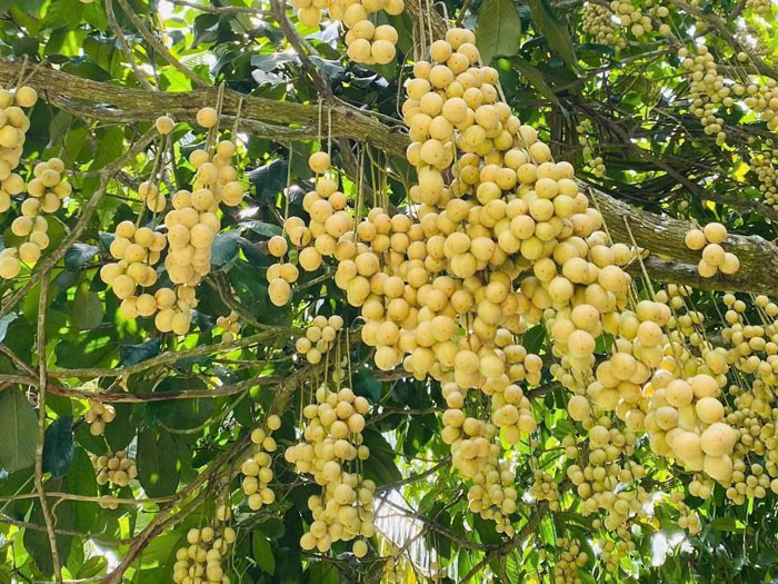 Cách bảo quản dâu Hạ Châu tươi lâu đúng cách