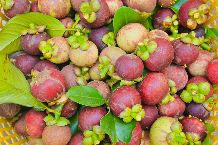 Măng cụt miền Tây